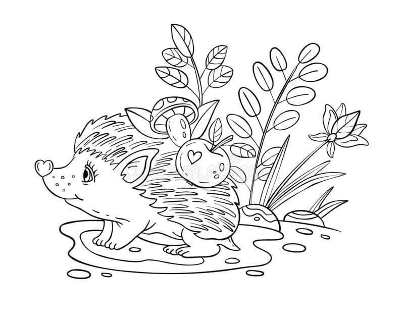 Dibujo de Bebé Erizo Lindo para Colorear