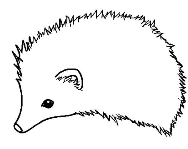 Dibujo de Erizo para Colorear