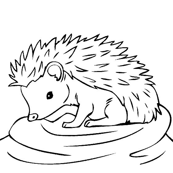 Dibujo de Erizo bebé para Colorear