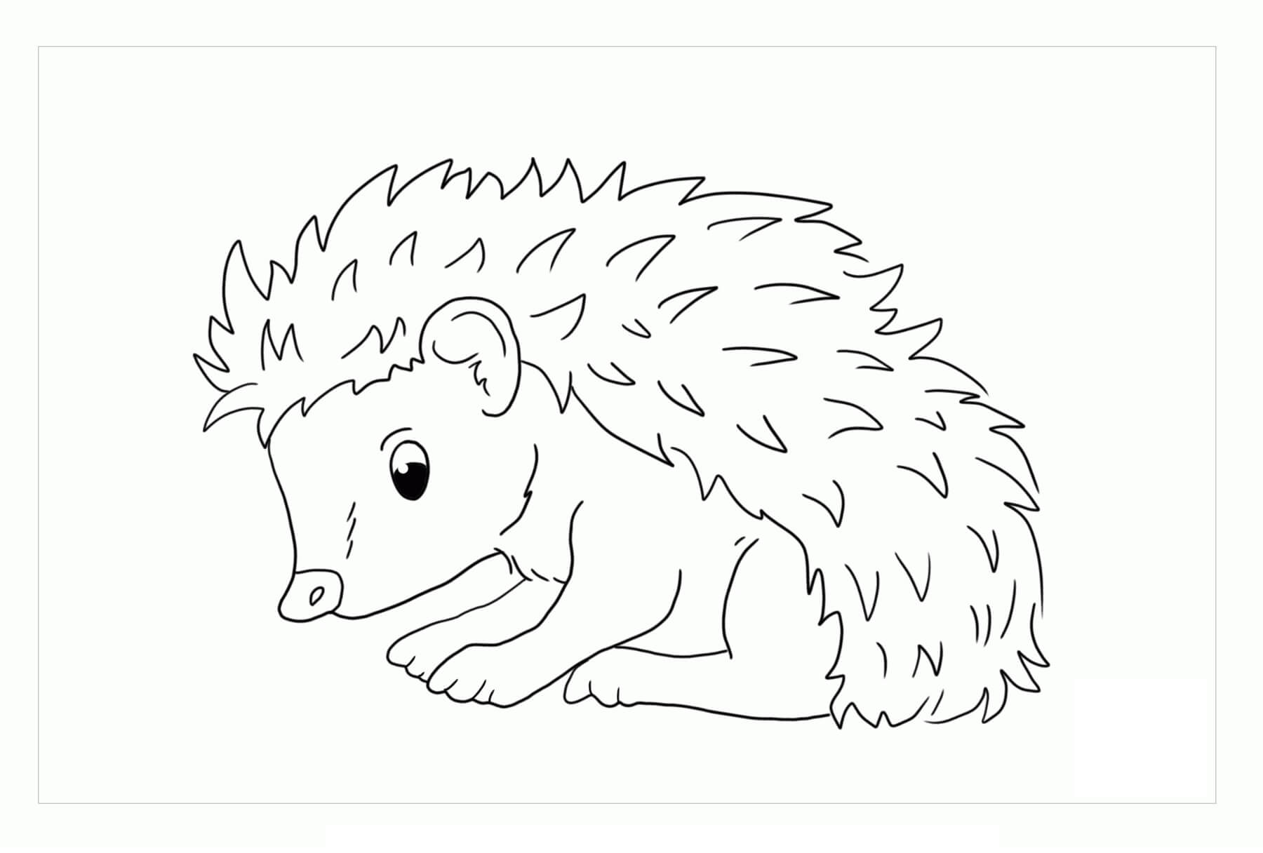 Dibujo de Erizo Perfecto para Colorear