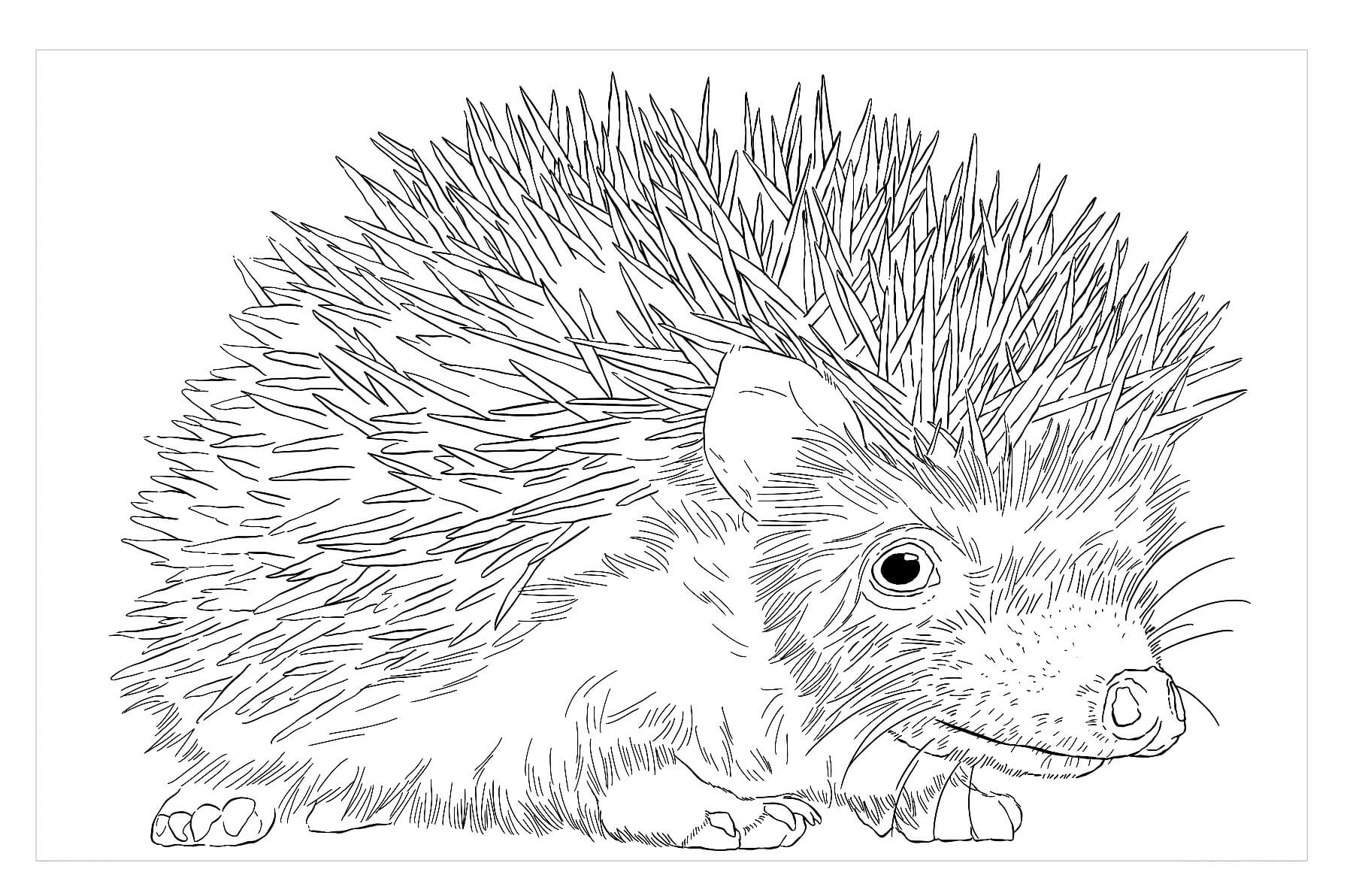 Dibujo de Erizo Pigmeo Africano para Colorear