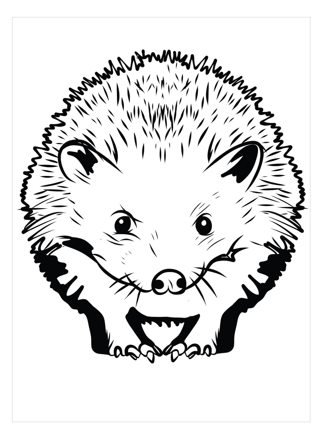 Dibujo de Erizo Realista para Colorear