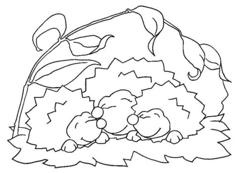 Dibujo de Tres Erizos Sonrientes para Colorear