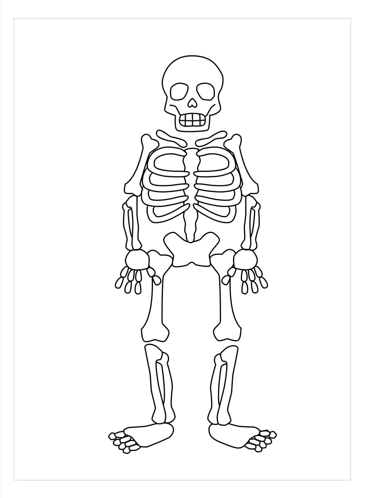 Dibujo de Esqueleto Axial para Colorear
