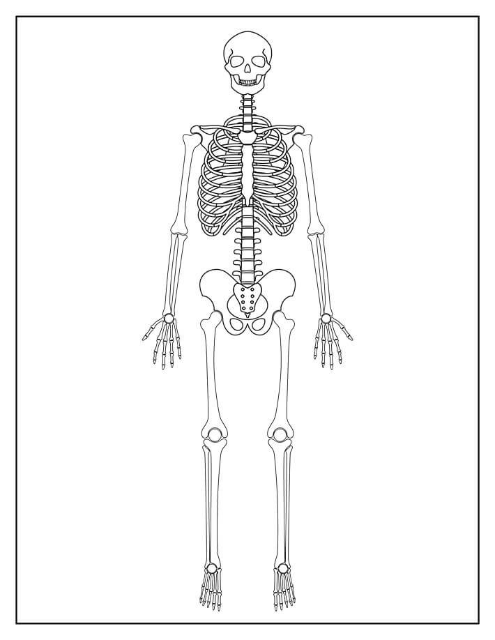 Dibujo de Esqueleto Normal para Colorear