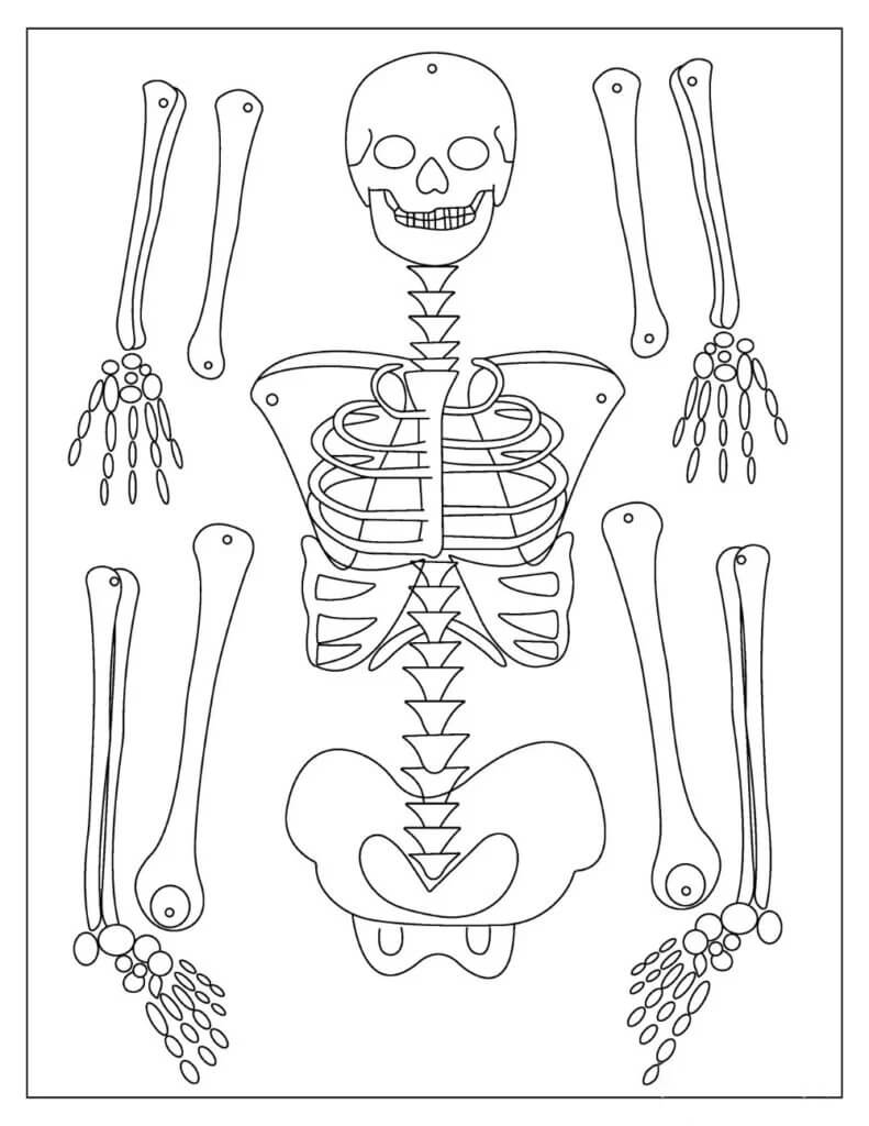 Dibujo de Esqueleto Perfecto para Colorear