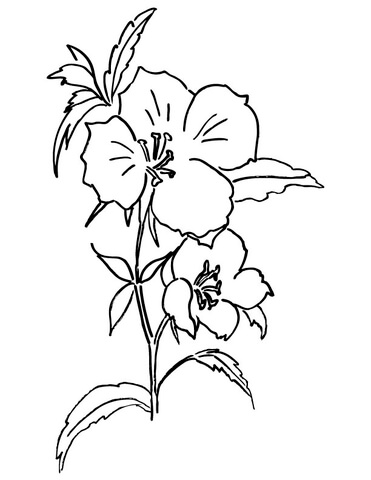 Dibujo de Adiós a la Primavera para Colorear