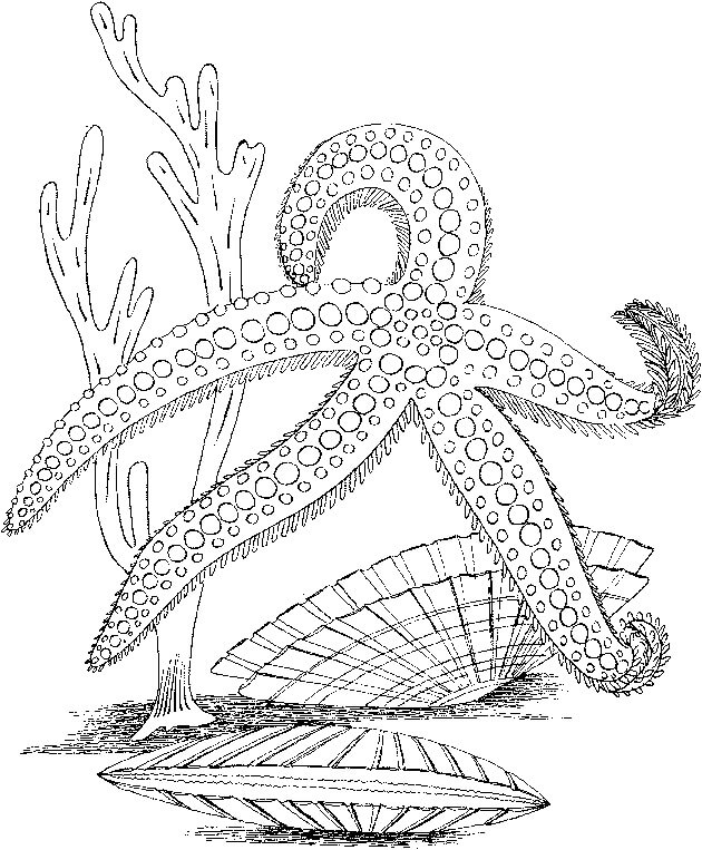 Dibujo de Estrella de Mar Adulta para Colorear