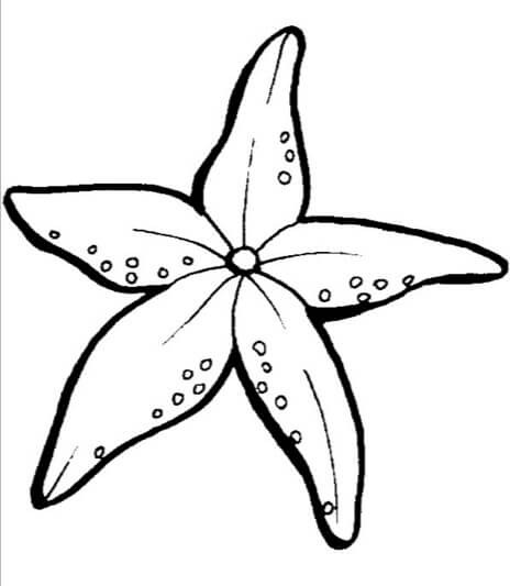 Dibujo de Estrella de Mar Impresionante para Colorear