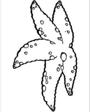 Dibujo de Hermosa Estrella de Mar para Colorear