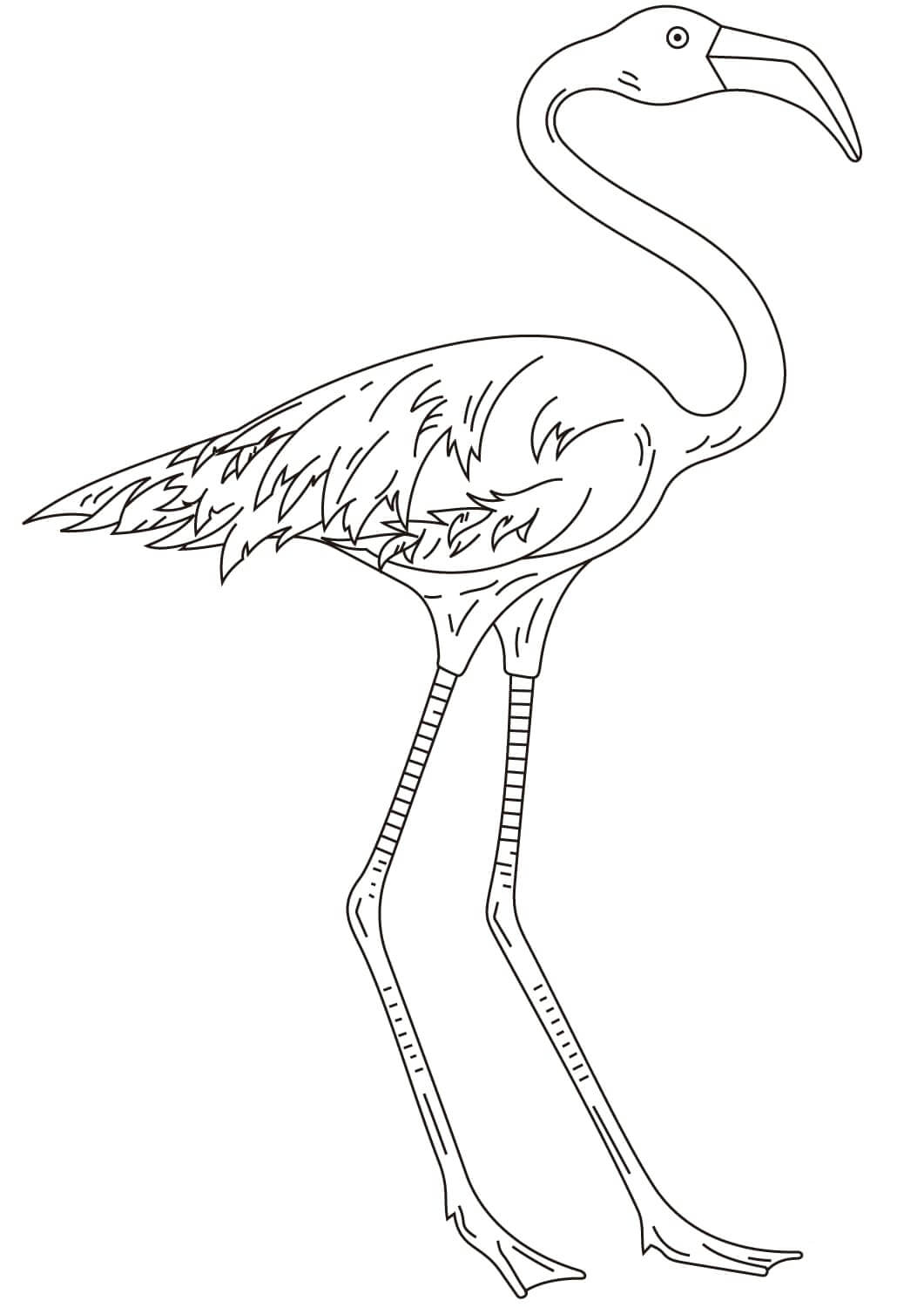 Dibujo de Flamenco de Patas Largas para Colorear