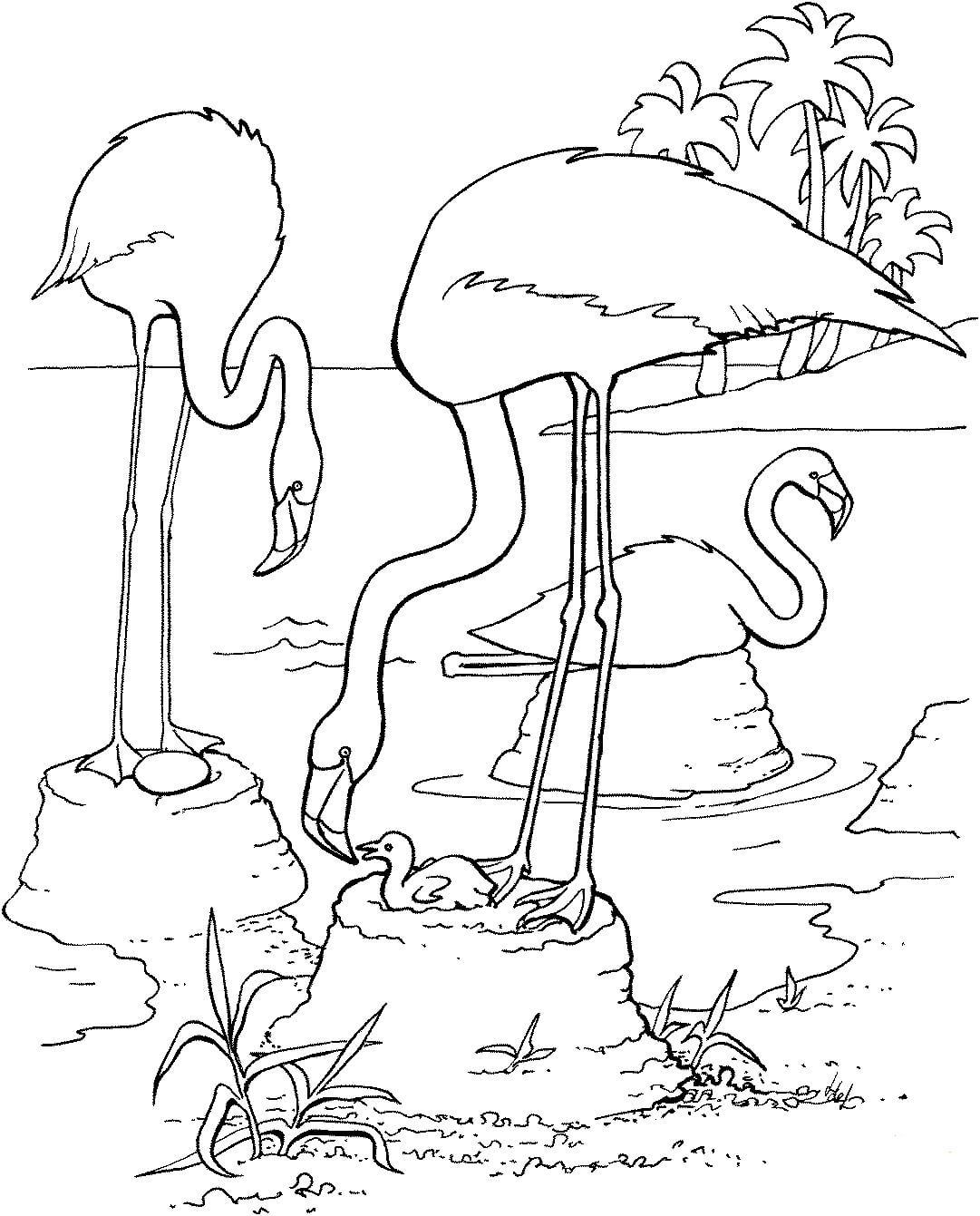 Dibujo de Flamingo Alimentando a Su Polluelo para Colorear