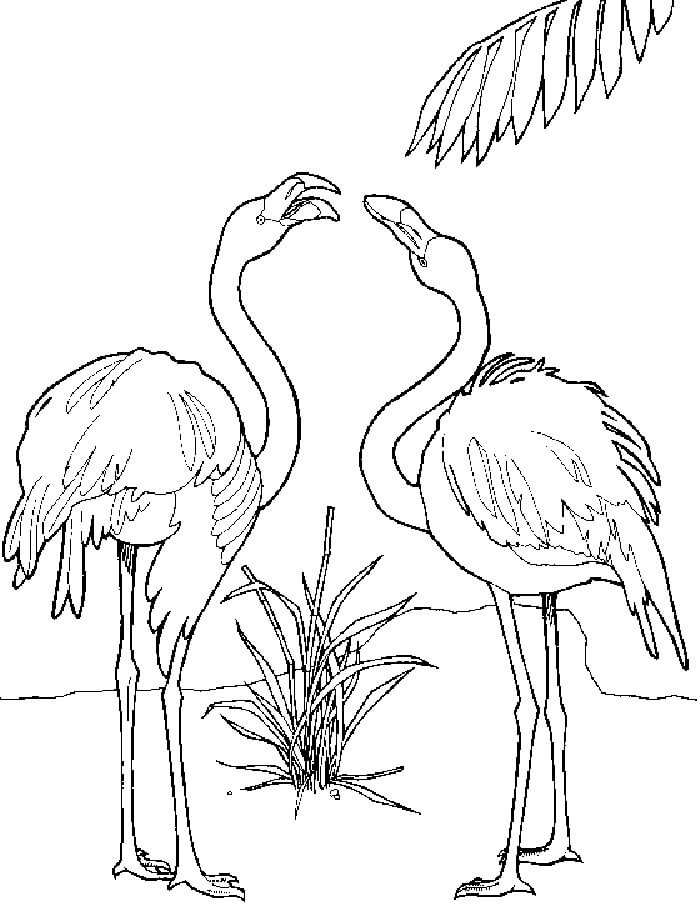 Dibujo de Pareja de Flamencos para Colorear