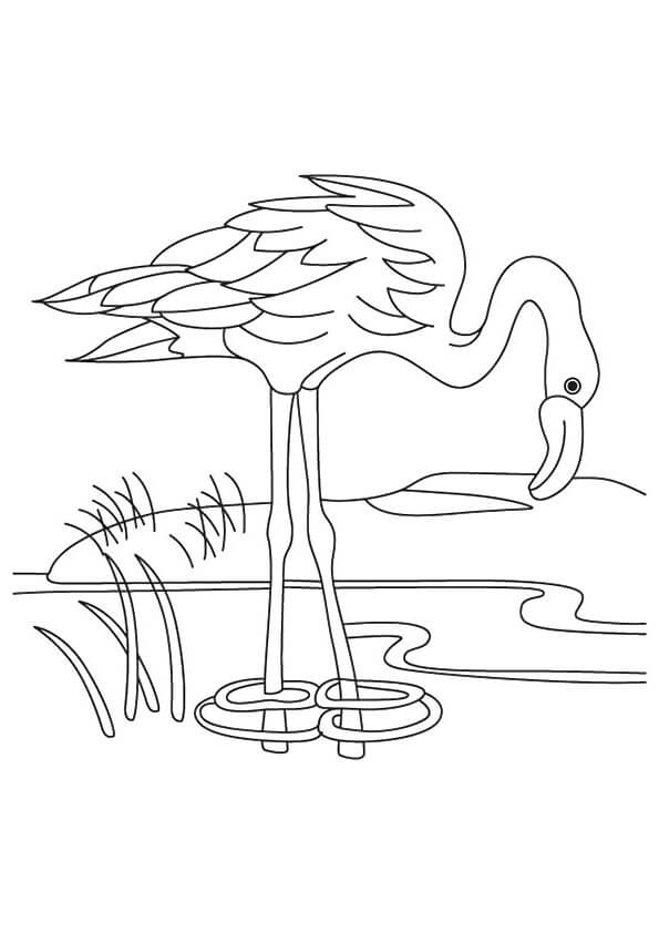 Dibujo de Un Flamenco Bebiendo Agua para Colorear