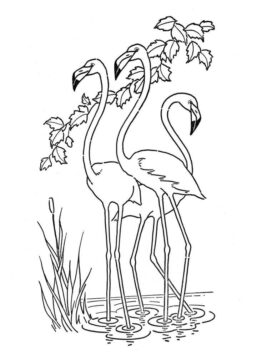 Dibujo de Una Bandada de Flamencos para Colorear