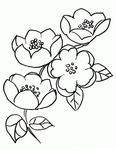 Dibujo de Flor de Cerezo para Colorear