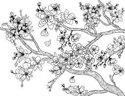 Dibujo de Flor de Cerezo Adulto para Colorear