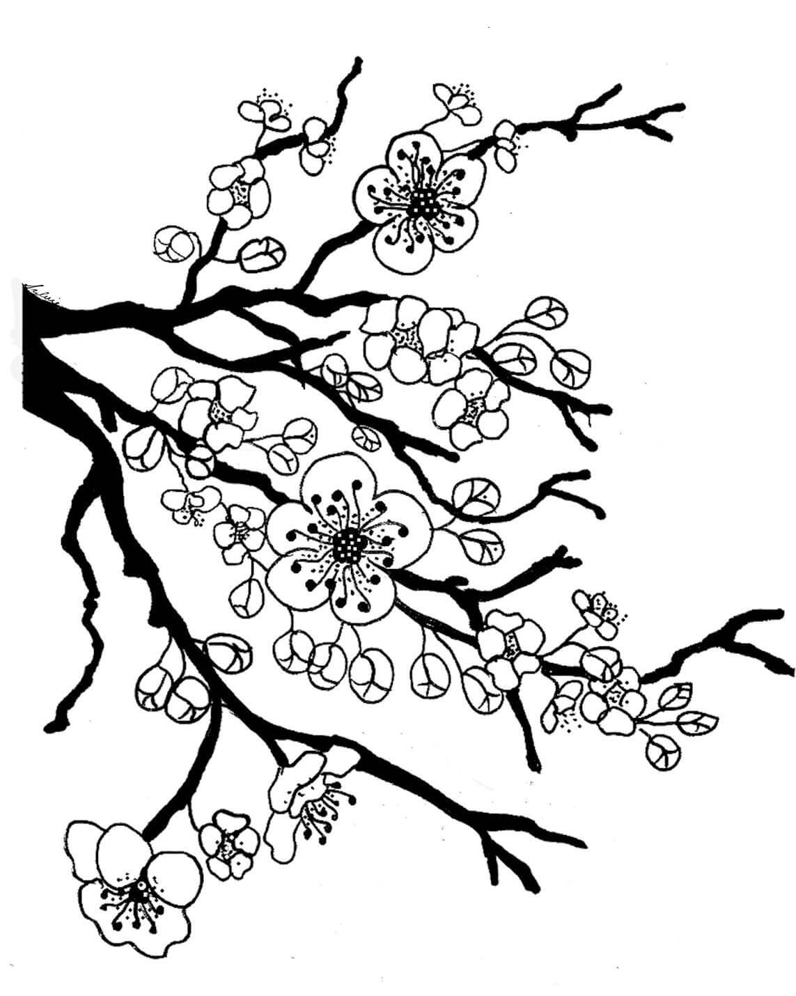 Dibujo de Flor de Cerezo Bsica para Colorear