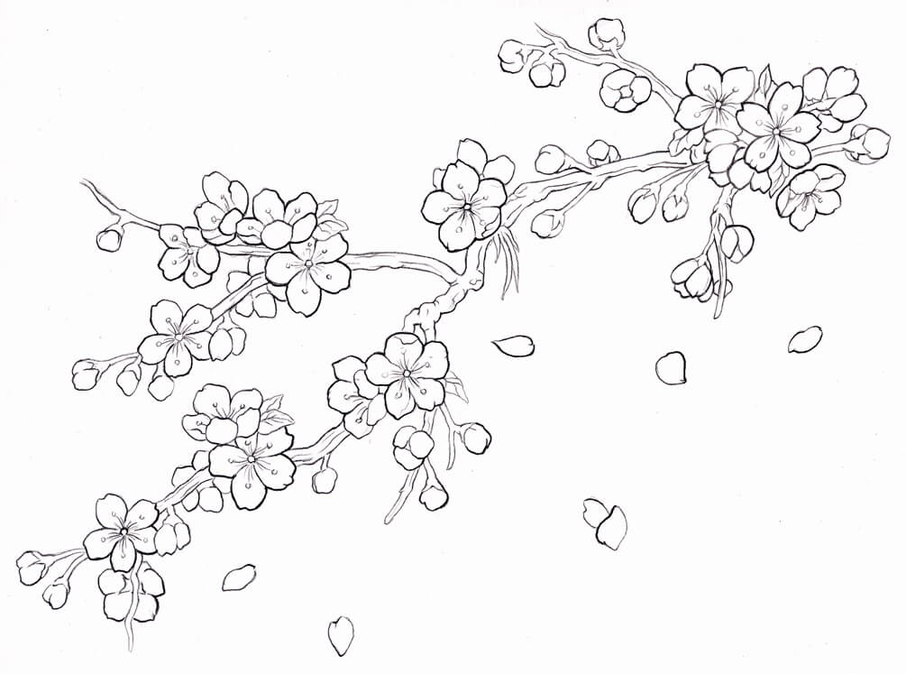 Dibujo de Flor de Cerezo Imprimible para Colorear