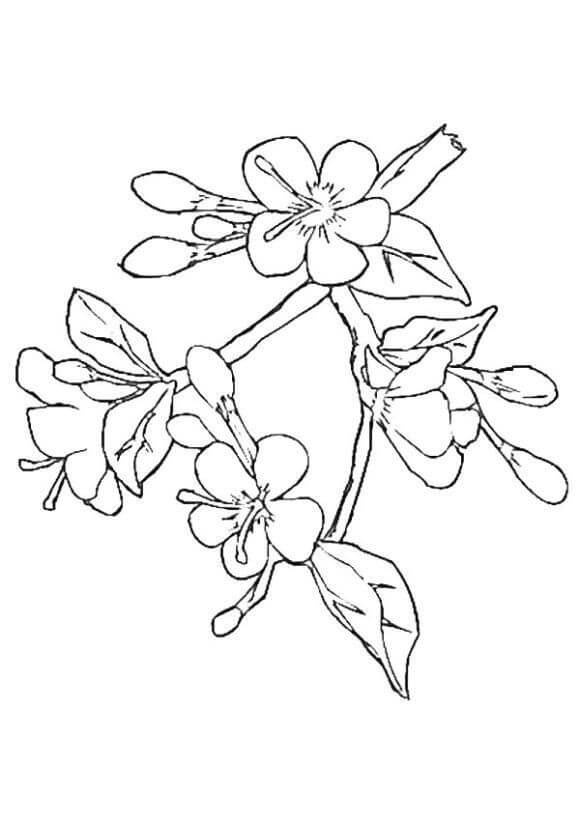 Dibujo de Flor de Cerezo Normal para Colorear