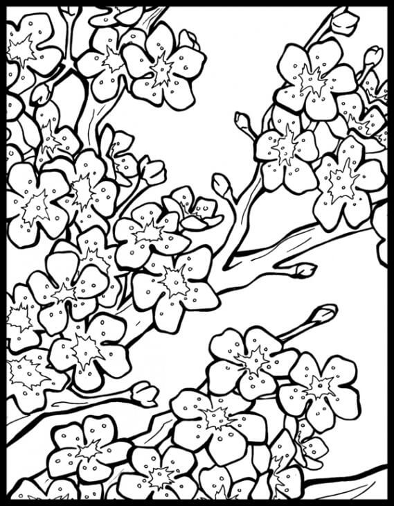 Dibujo de Flor de Cerezo Simple para Colorear