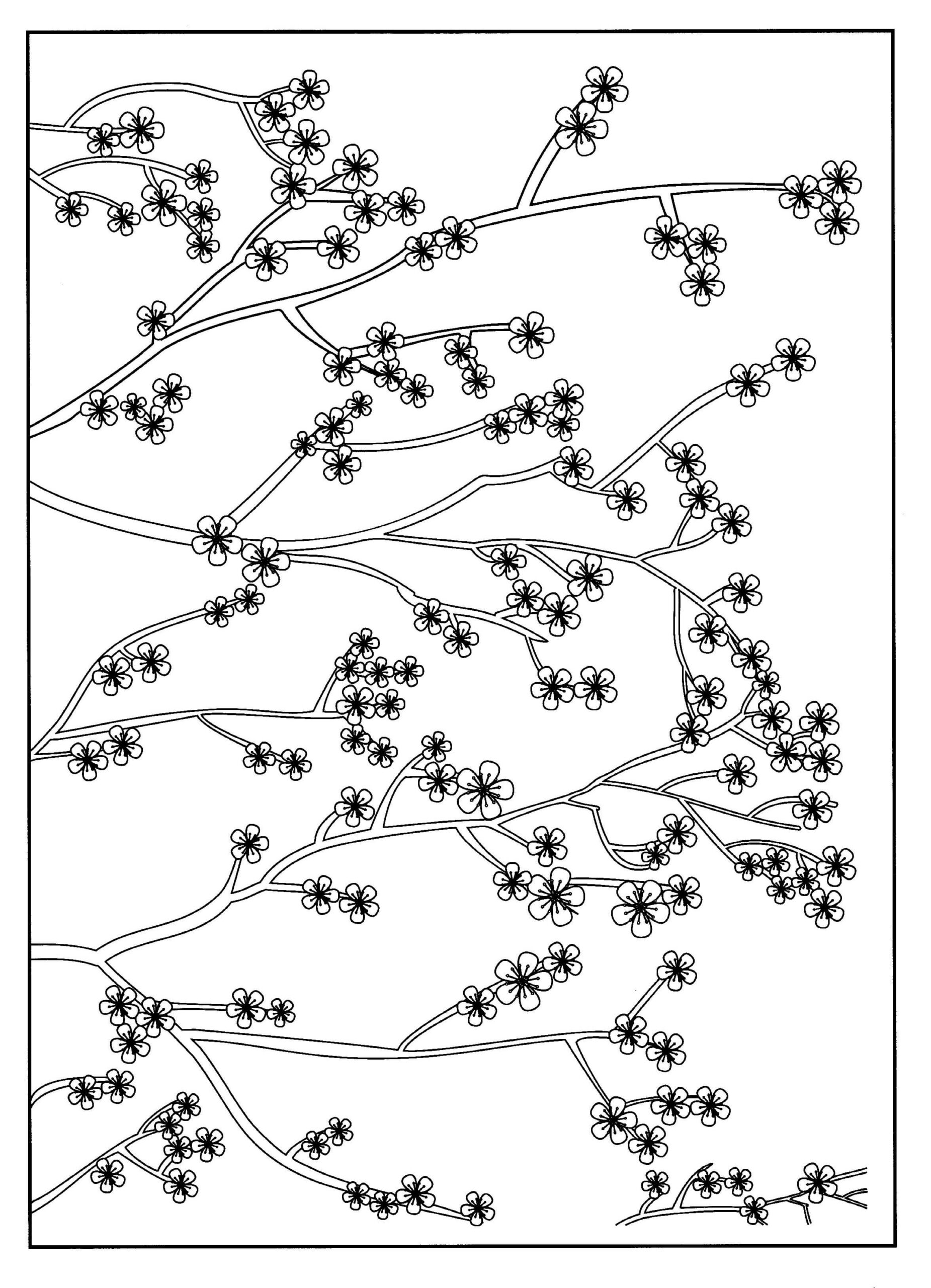 Dibujo de Flor de Cerezo para Adultos Scaled para Colorear