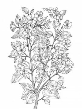 Dibujo de Gran Flor de Cerezo para Colorear