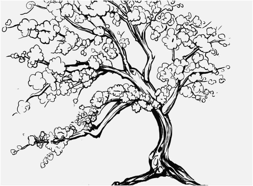 Dibujo de Gran Rbol de Flor de Cerezo para Colorear
