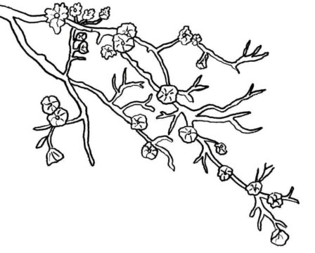 Dibujo de Hermosa Flor de Cerezo para Colorear
