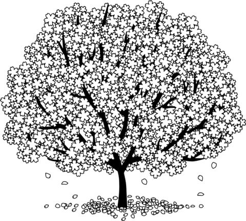Dibujo de Hermoso Rbol de Flor de Cerezo para Colorear