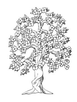 Dibujo de Impresionante Rbol de Cerezos en Flor para Colorear