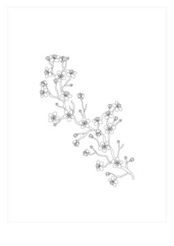 Dibujo de Rama de Flor de Cerezo para Colorear