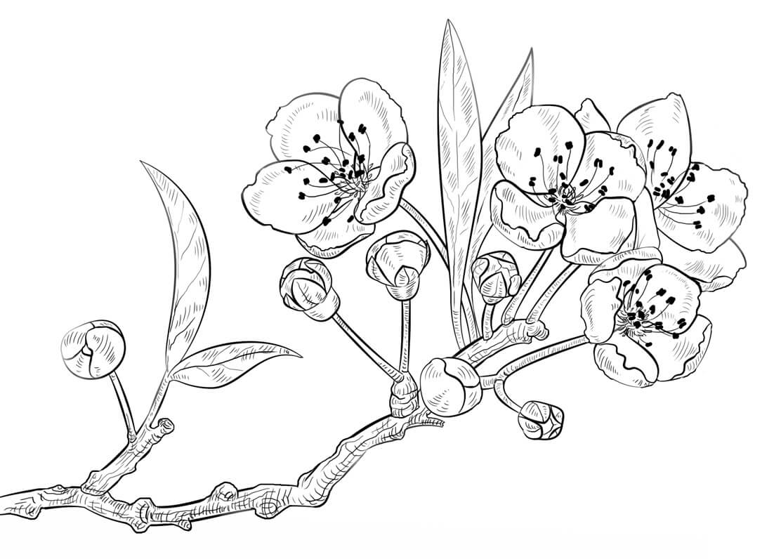 Dibujo de Una Rama de Flor de Cerezo para Colorear