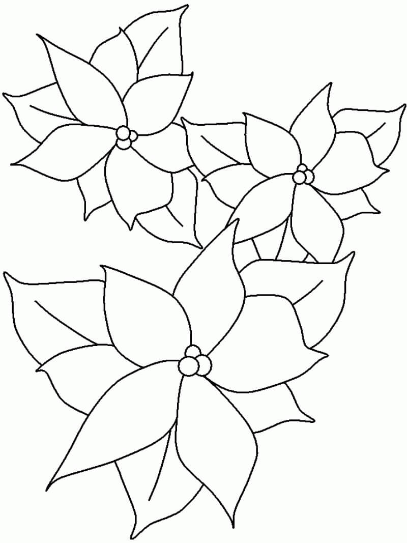 Dibujo de Bonita Flor de Pascua para Colorear
