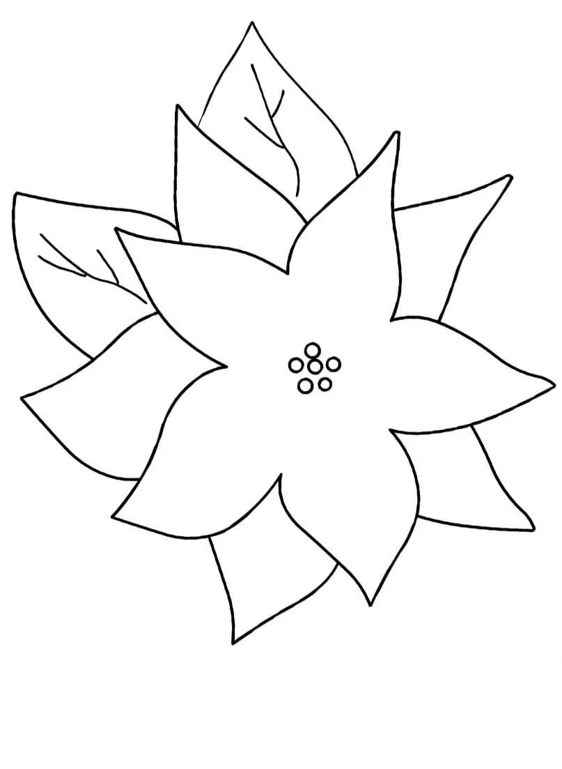 Dibujo de Flor de Nochebuena Grande para Colorear
