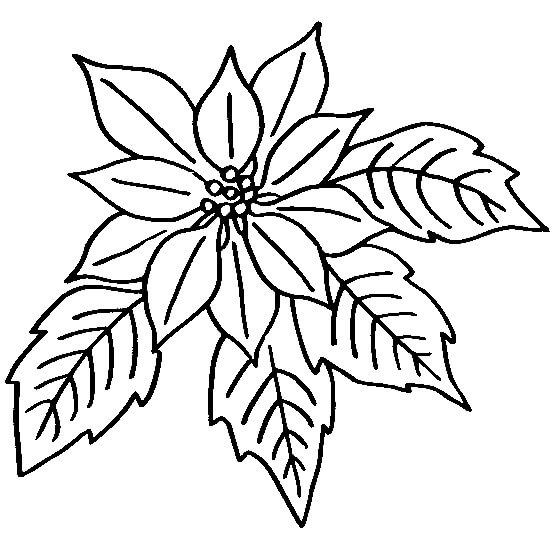 Dibujo de Flor y Hojas de Poinsettia para Colorear
