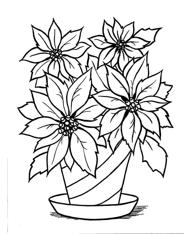 Dibujo de Florero Flor Poinsettia para Colorear