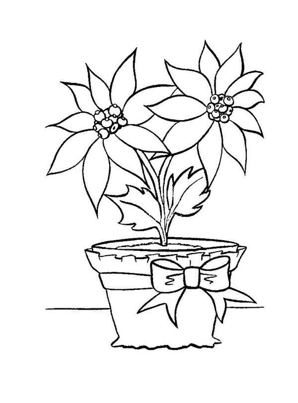 Dibujo de Florero Poinsettia para Colorear
