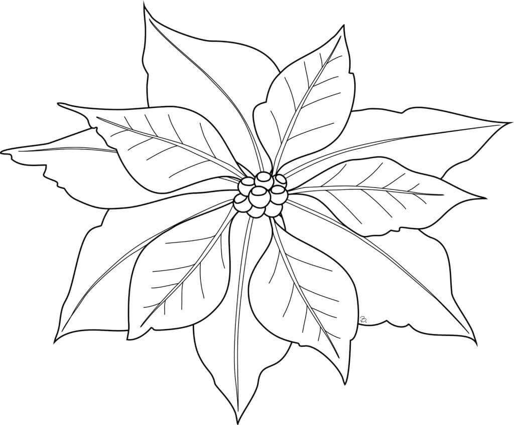 Dibujo de Hermosa Flor de Pascua para Colorear