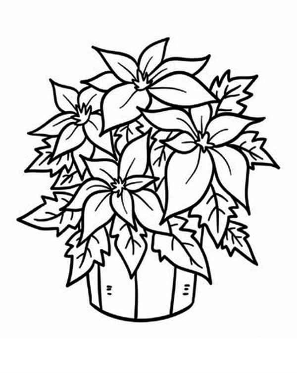 Dibujo de Plantas y Flores Flor de Pascua para Colorear