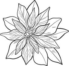 Dibujo de Poinsettia Adulto para Colorear