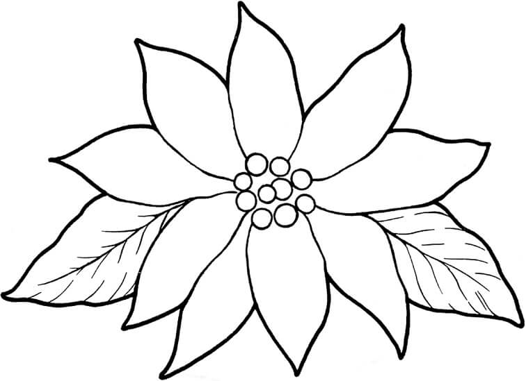 Dibujo de Poinsettia Bsica para Colorear