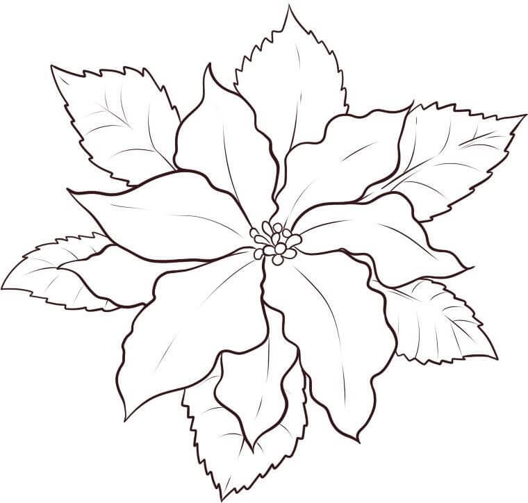 Dibujo de Poinsettia Dulce para Colorear