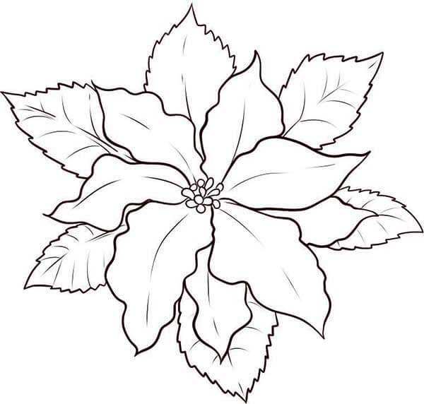 Dibujo de Poinsettia Fresca para Colorear
