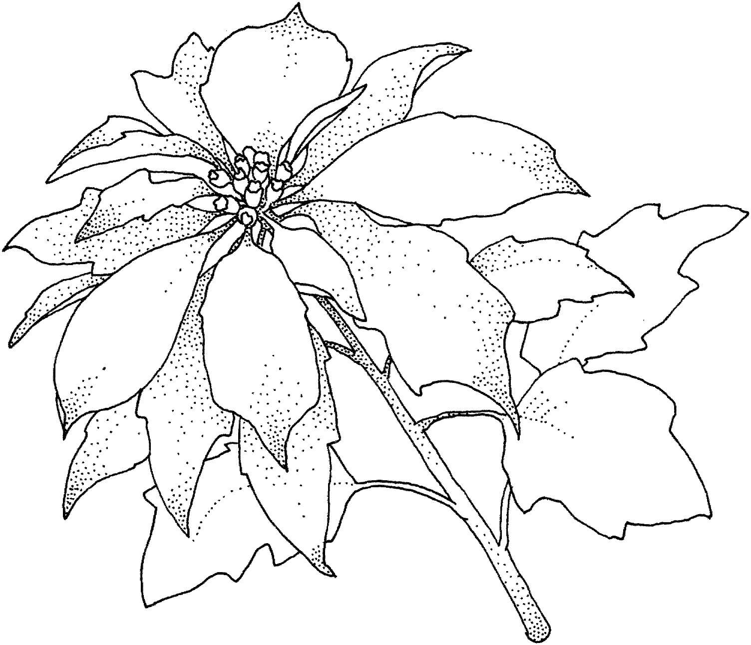 Dibujo de Poinsettia Gratis para Colorear
