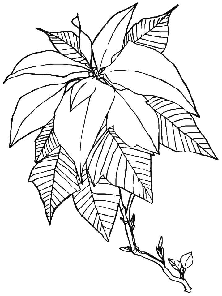 Dibujo de Poinsettia Impresionante para Colorear