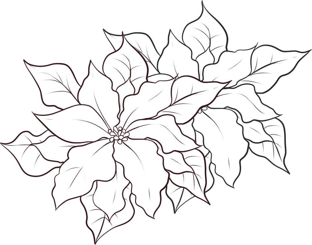 Dibujo de Poinsettia Imprimible para Colorear