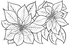 Dibujo de Poinsettia Normal para Colorear