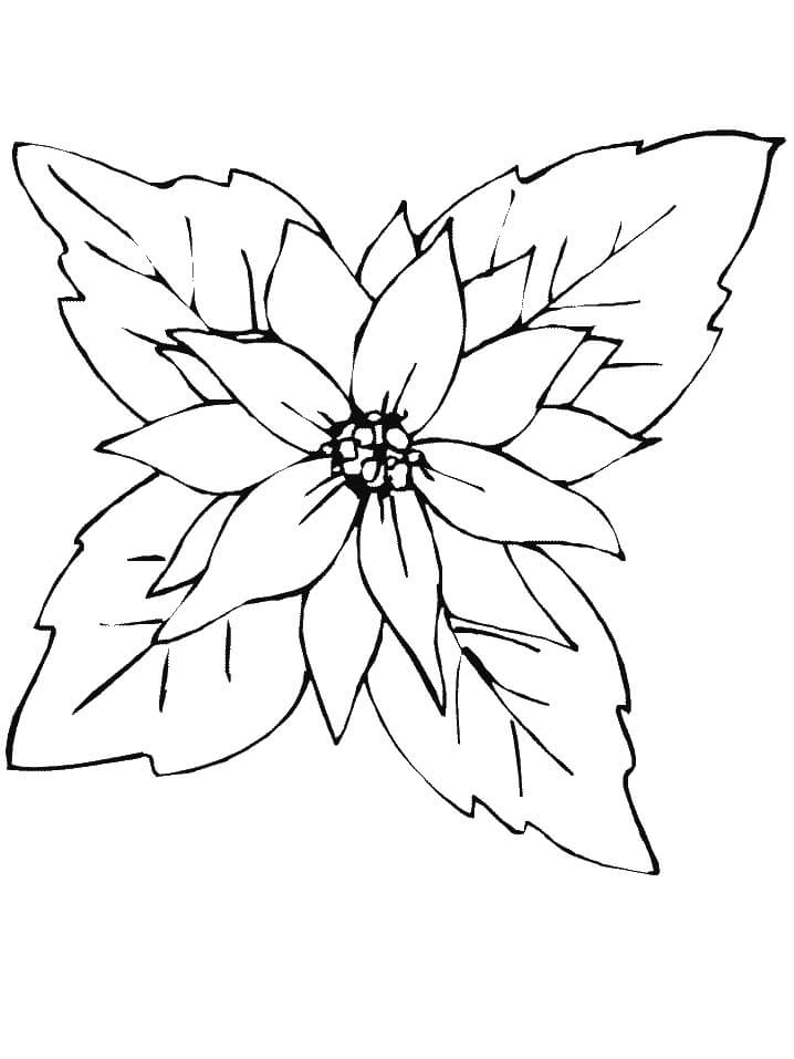 Dibujo de Poinsettia Roja para Colorear