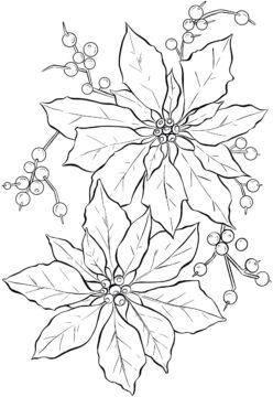 Dibujo de Poinsettia Simple para Colorear